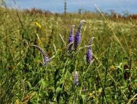 Rozrazil dlouholistý (Veronica maritima)