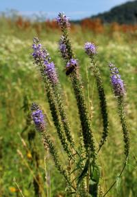 Rozrazil dlouholistý (Veronica maritima)