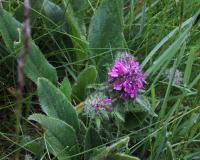 Všivec přeslenitý (Pedicularis verticillata)