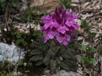 Všivec přeslenitý (Pedicularis verticillata)