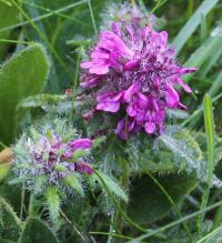 Všivec přeslenitý (Pedicularis verticillata)