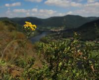 Hvězdnice zlatovlásek (Galatella linosyris)