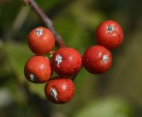 Jeřáb labský (Sorbus albensis)