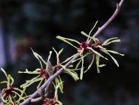 Vilín japonský (Hamamelis japonica)