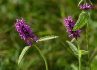 Bukvice lékařská (Betonica officinalis)