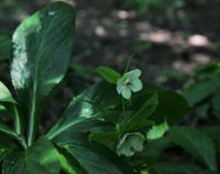 Čemeřice vonná (Helleborus odorus)