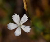 Hvozdík kropenatý (Dianthus deltoides)