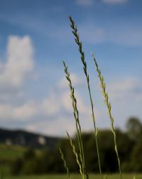 Jílek mnohokvětý (Lolium multiflorum)