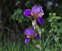 Kosatec německý (Iris x germanica)