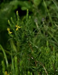Kručinka německá (Genista germanica)