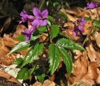Kyčelnice žláznatá (Dentaria glandulosa)
