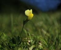 Ledenec přímořský (Lotus maritimus)