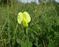 Ledenec přímořský (Lotus maritimus)
