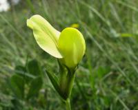 Ledenec přímořský (Lotus maritimus)