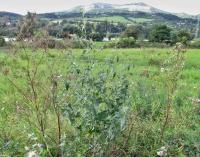 Merlík švédský (Chenopodium suecicum)