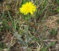 Mléč rolní (Sonchus arvensis)