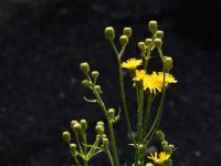 Mléč rolní (Sonchus arvensis)