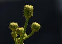 Mléč rolní (Sonchus arvensis)