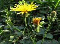Mléč rolní (Sonchus arvensis)