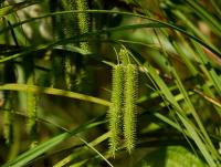 Ostřice nedošáchor (Carex pseudocyperus)
