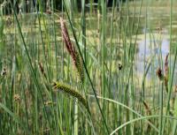 Ostřice pobřežní (Carex riparia)