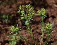 Pryšec drobný (Euphorbia exigua)
