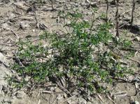 Pryšec drobný (Euphorbia exigua)