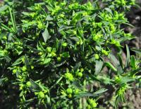 Pryšec drobný (Euphorbia exigua)