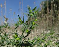 Pryšec drobný (Euphorbia exigua)