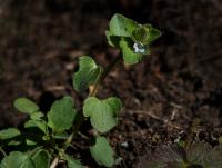 Rozrazil břečťanolistý (Veronica hederifolia)