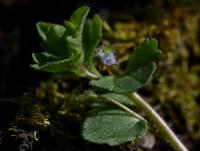 Rozrazil břečťanolistý (Veronica hederifolia)