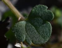 Rozrazil břečťanolistý (Veronica hederifolia)