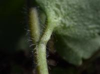 Rozrazil břečťanolistý (Veronica hederifolia)