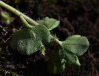 Rozrazil břečťanolistý (Veronica hederifolia)