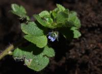 Rozrazil břečťanolistý (Veronica hederifolia)