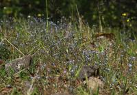 Pomněnka chlumní (Myosotis ramosissima)