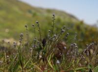 Pomněnka chlumní (Myosotis ramosissima)