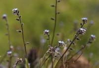 Pomněnka chlumní (Myosotis ramosissima)