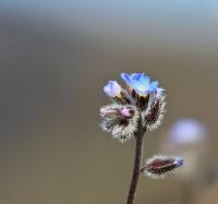 Pomněnka chlumní (Myosotis ramosissima)
