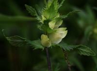 Kokrhel větší jarní (Rhinanthus serotinus subsp vernalis)