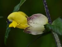 Kokrhel větší jarní (Rhinanthus serotinus subsp vernalis)
