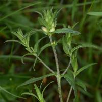 Kokrhel větší jarní (Rhinanthus serotinus subsp vernalis)