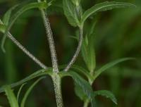 Kokrhel větší jarní (Rhinanthus serotinus subsp vernalis)