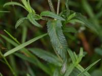 Kokrhel větší jarní (Rhinanthus serotinus subsp vernalis)