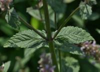 Šanta lesostepní (Nepeta nuda)