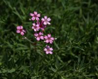 Šater plazivý (Gypsophila repens) Šater plazivý (Gypsophila repens)