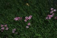 Šater plazivý (Gypsophila repens) Šater plazivý (Gypsophila repens)