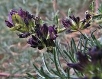 Tolice měňavá (Medicago x varia)