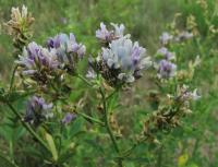 Tolice měňavá (Medicago x varia)