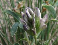 Tolice měňavá (Medicago x varia)